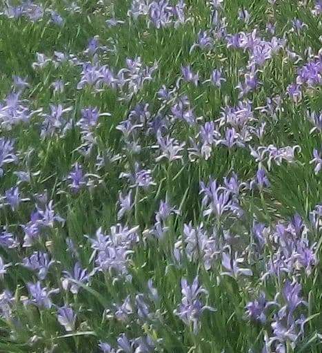 Milchweiße Iris 2