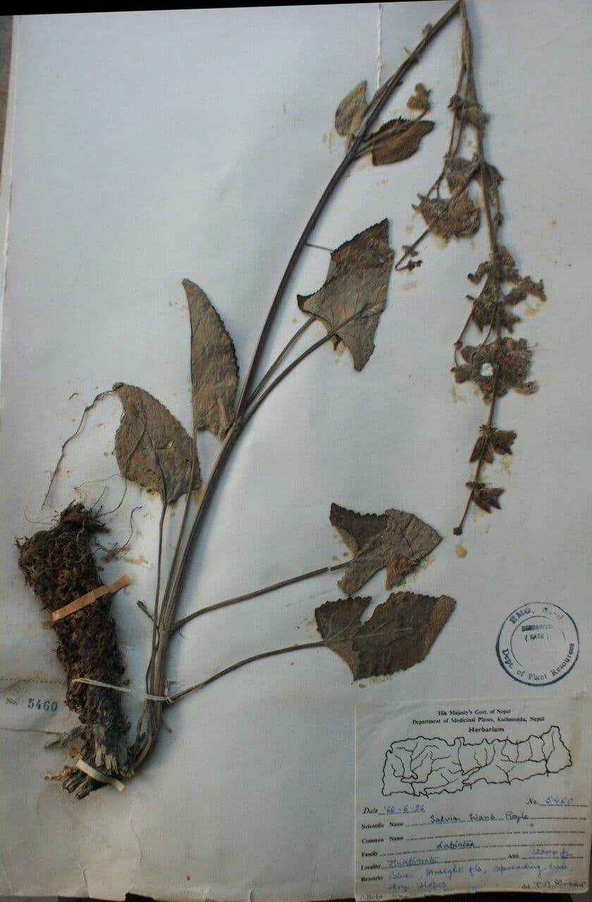 Salvia 7