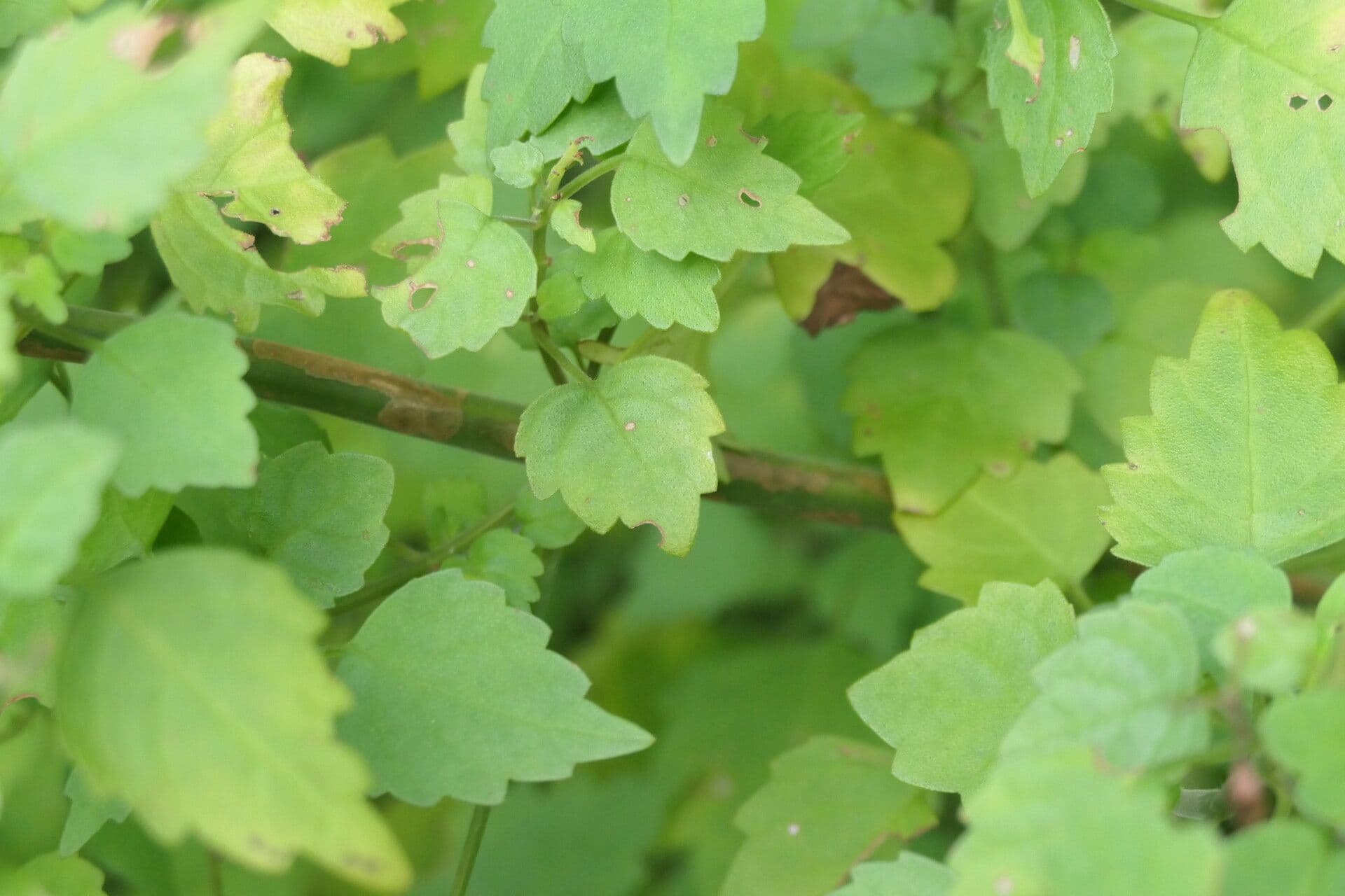 Plectranthus 13