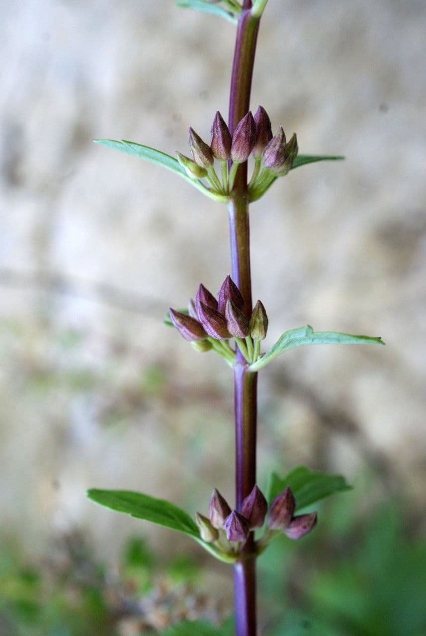 Teucrium 18