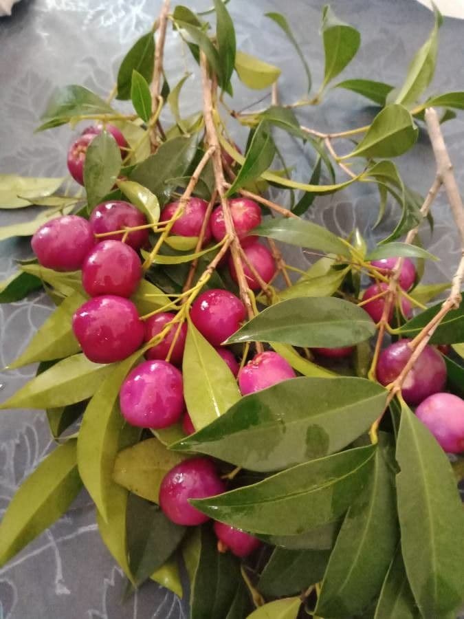 Syzygium paniculatum 3