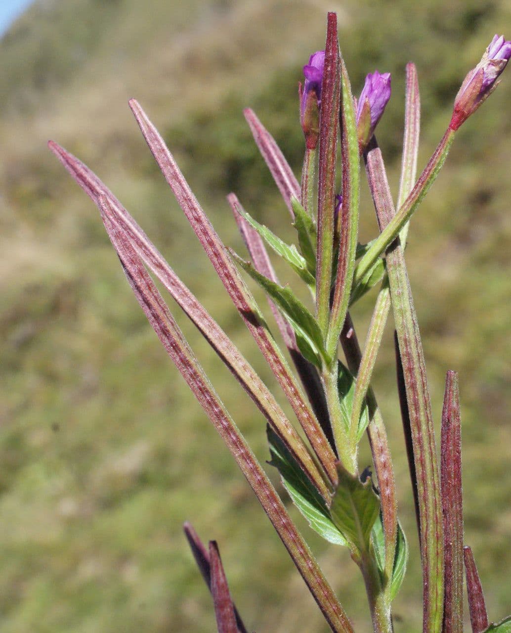 Epilobium alpestre 3