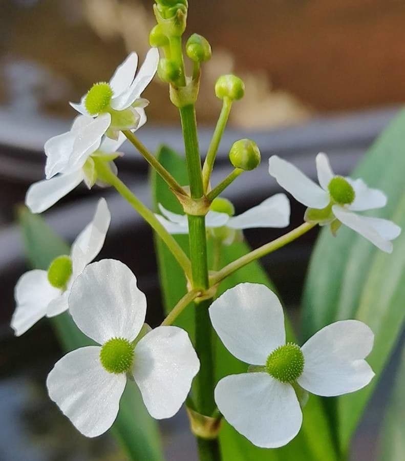 Sagittaria graminea 6