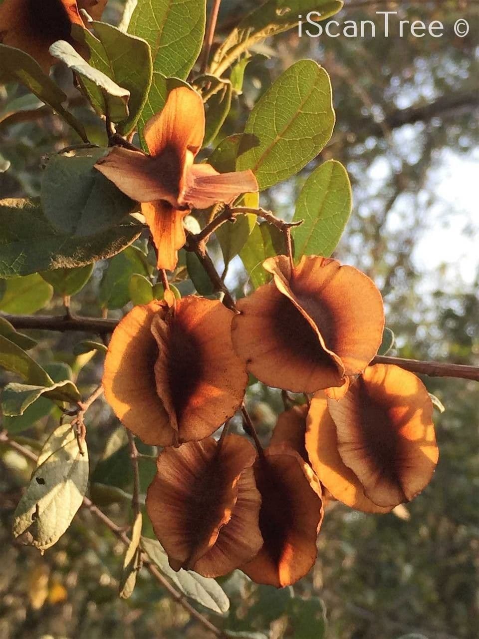 Combretum hereroense 2