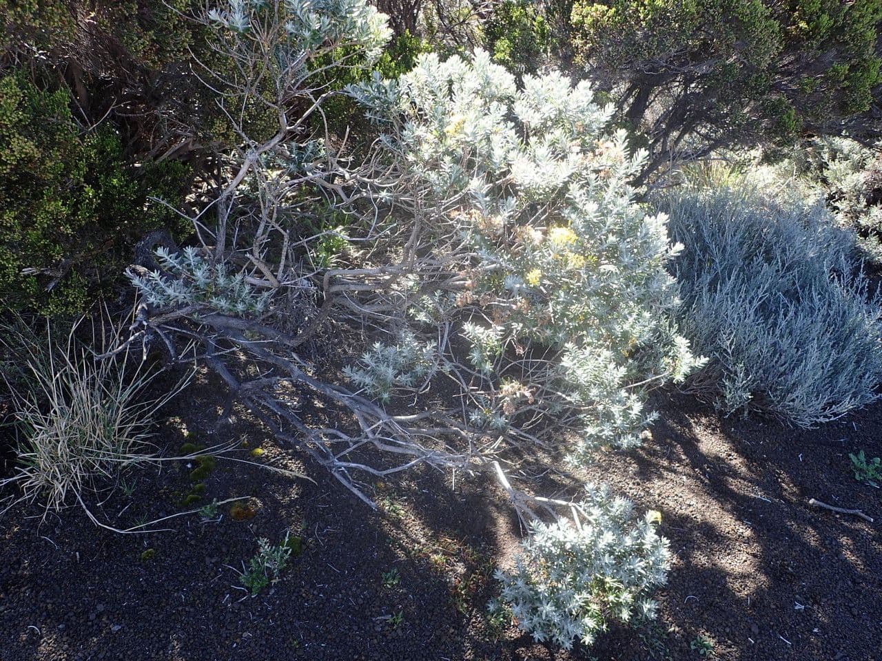 Hubertia 12