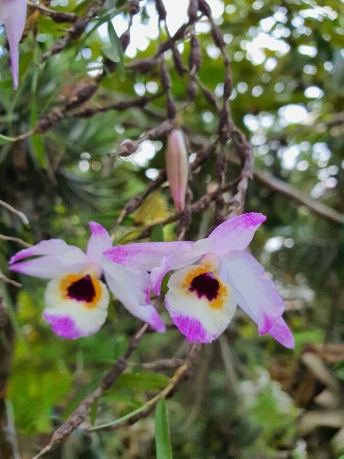 Dendrobium 2