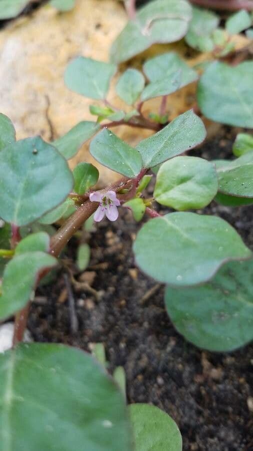 Trianthema portulacastrum 4