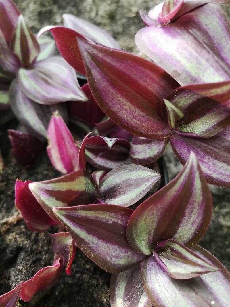 Tradescantia 26