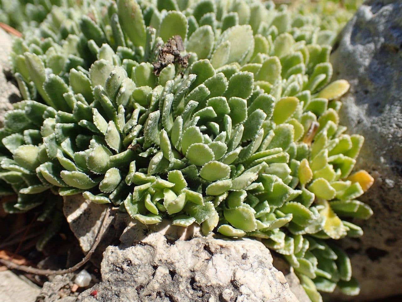Saxifrage incrustée 8