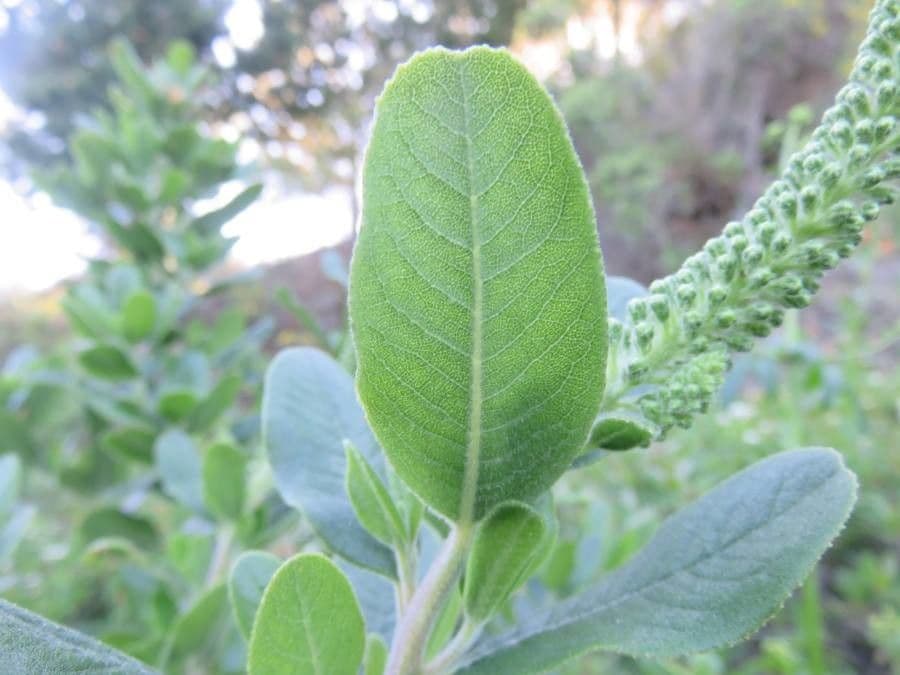 Escallonia 7