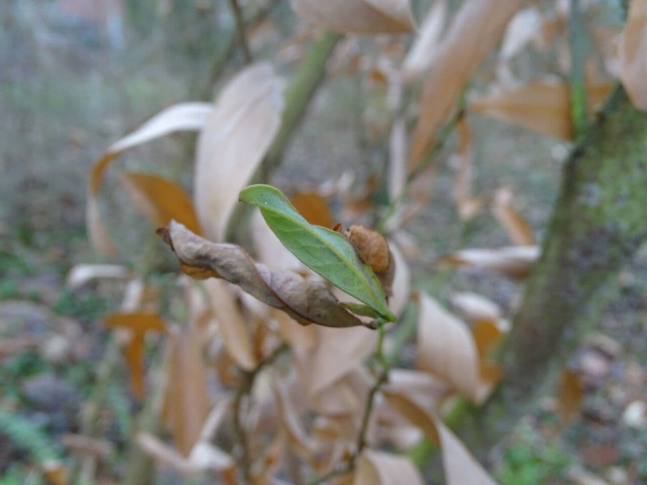 Lindera 5