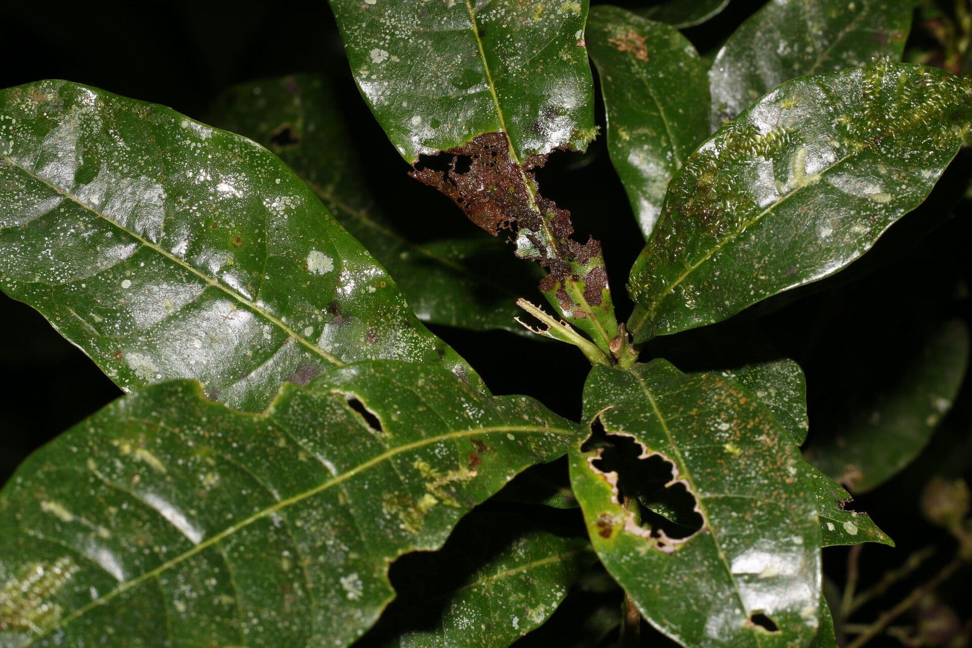Meliosma 8
