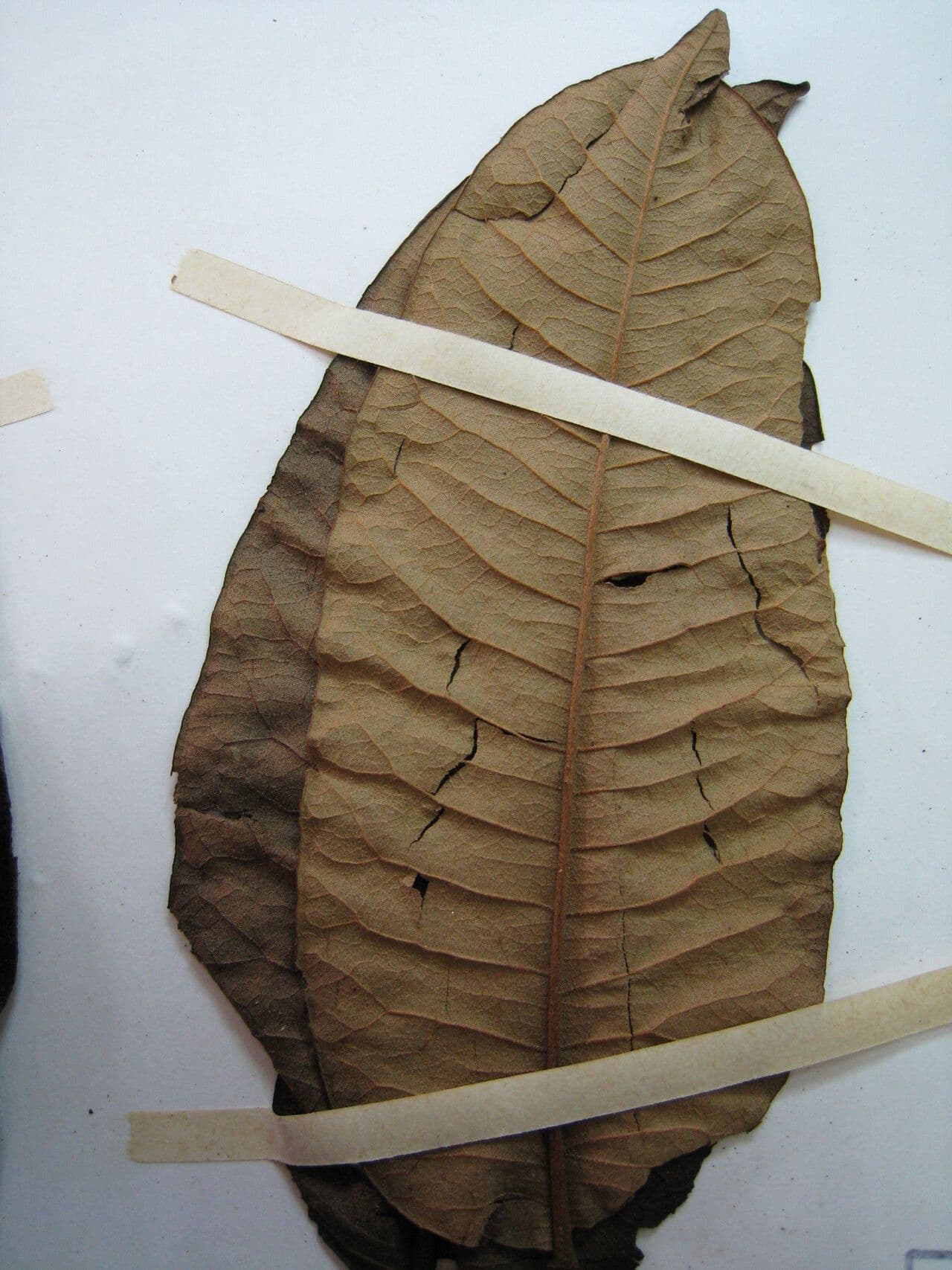 Zanthoxylum 21