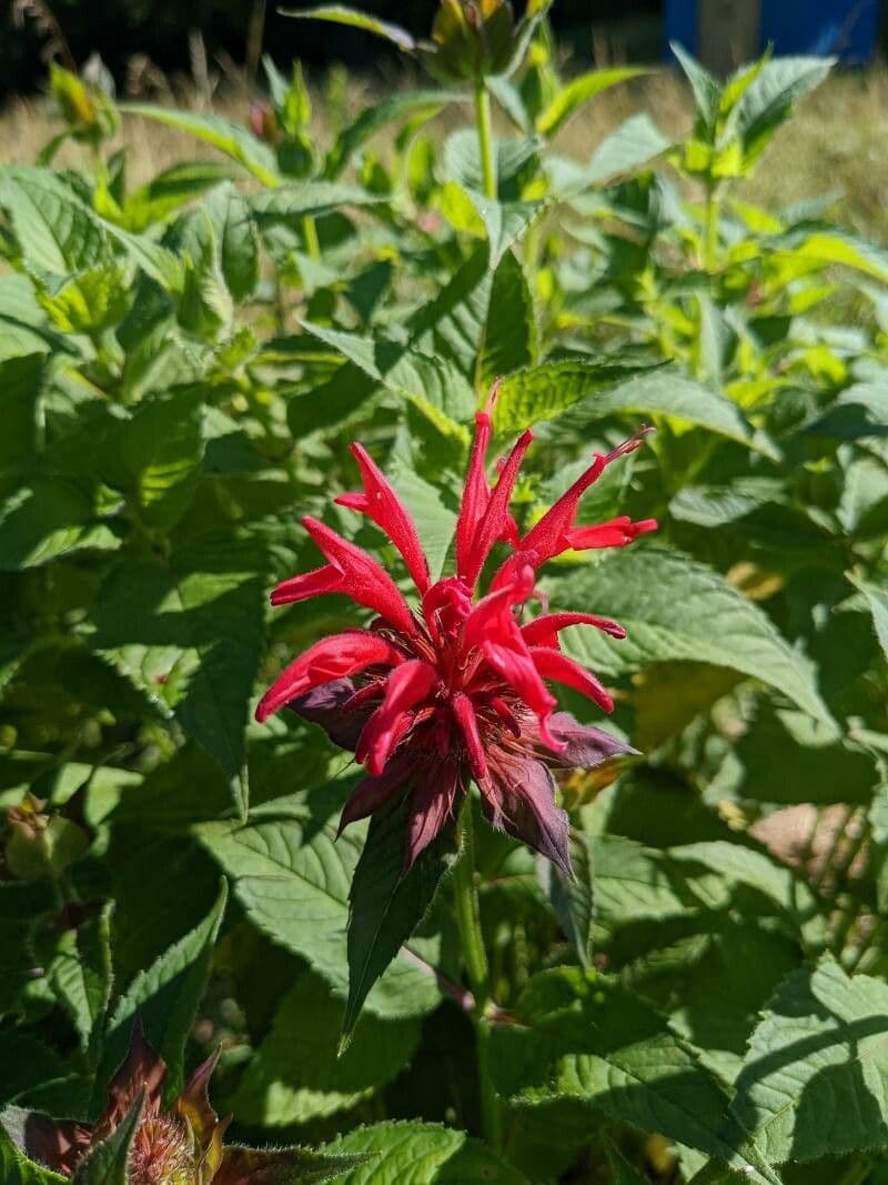 Monarda didyma 22