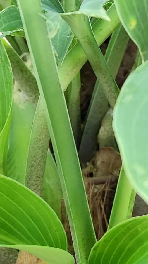 Hosta 16