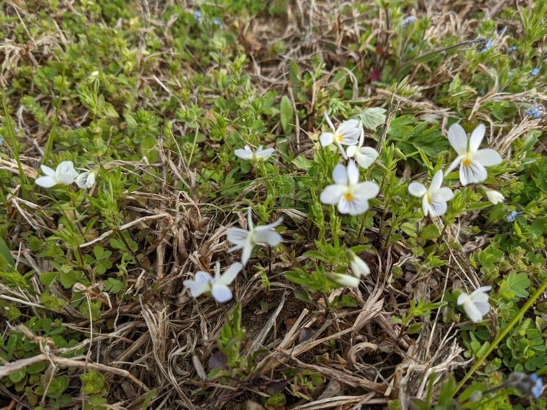 Viola bicolore 6