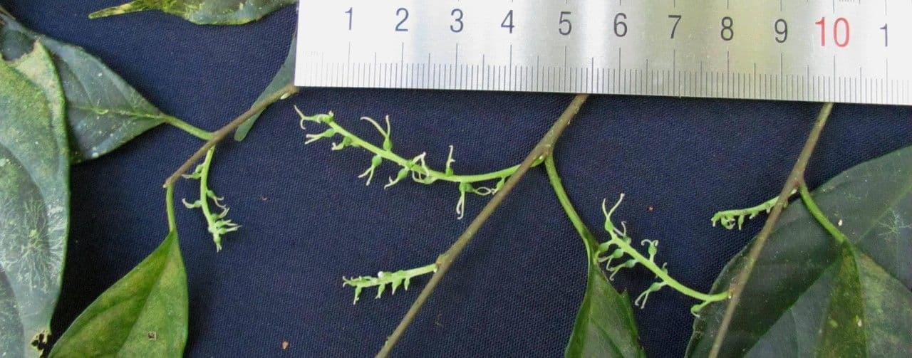 Mexikanischer Feigenbaum 5