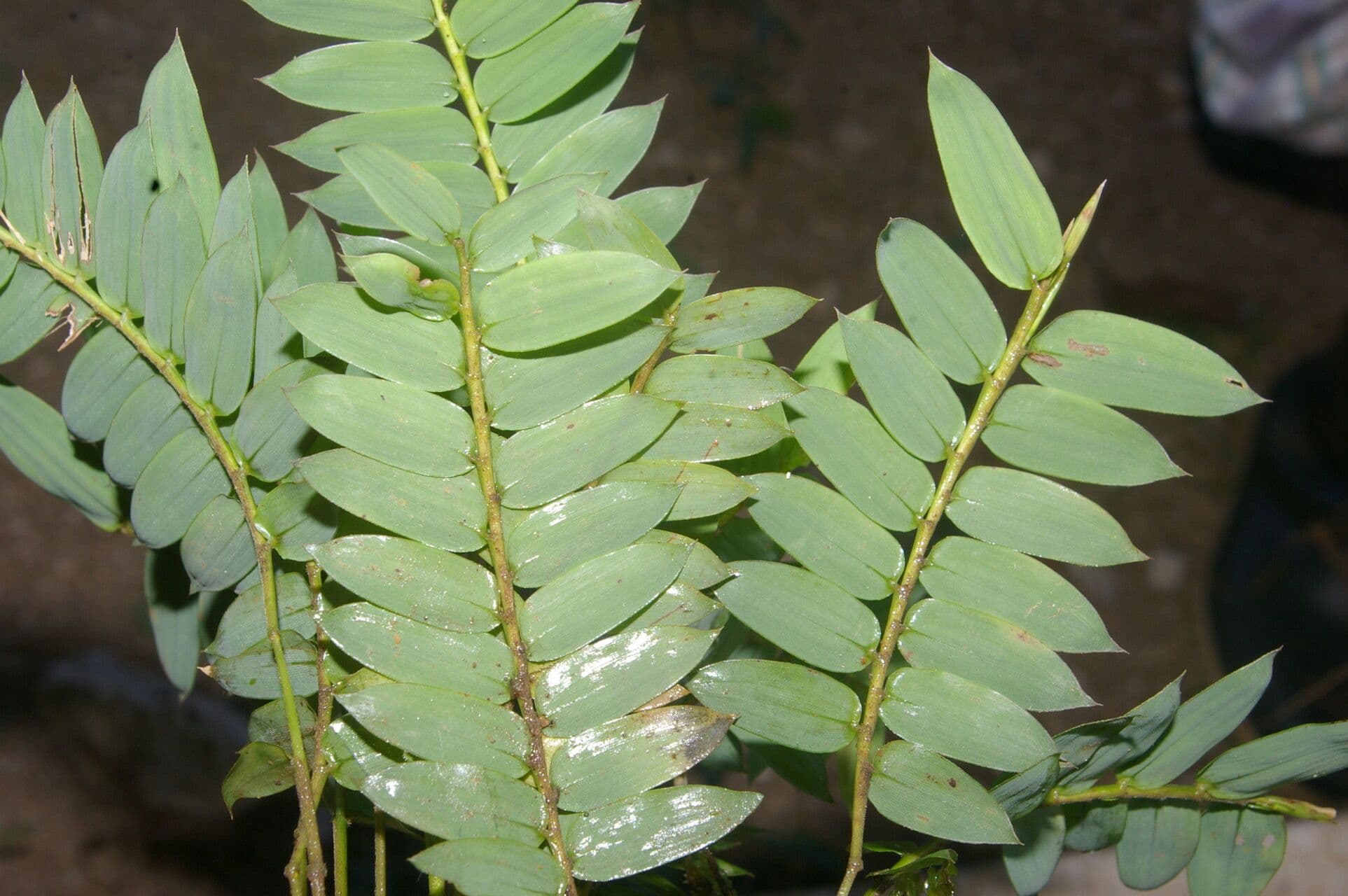 Cryptochloa 4