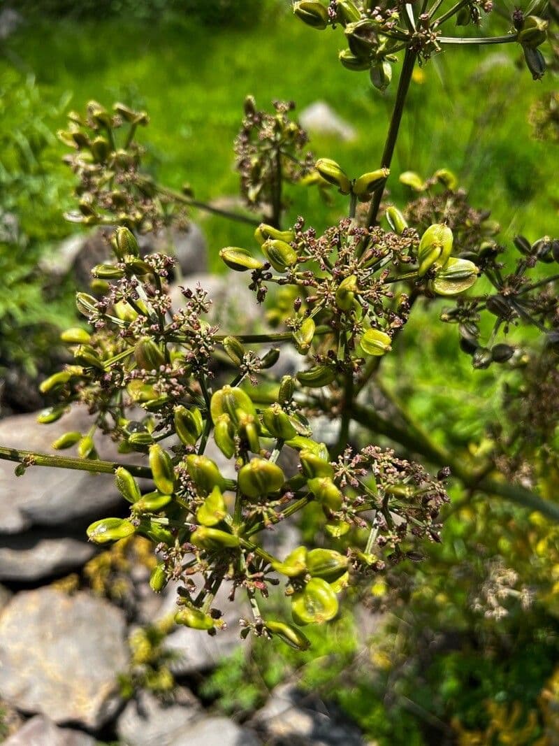 Prionosciadium 2