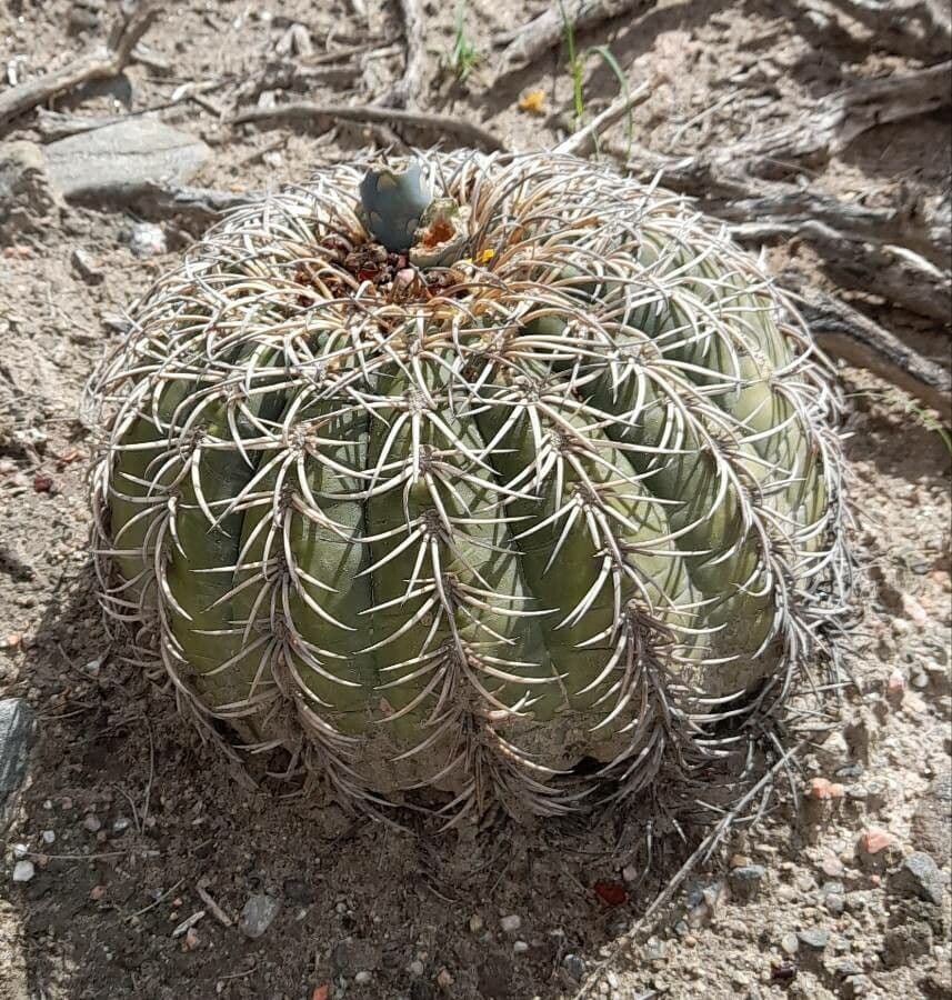 Gymnocalycium 5