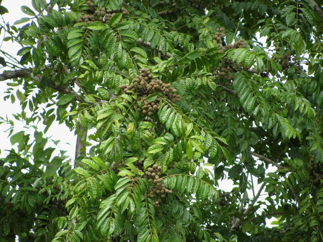 Trichilie drsná 4