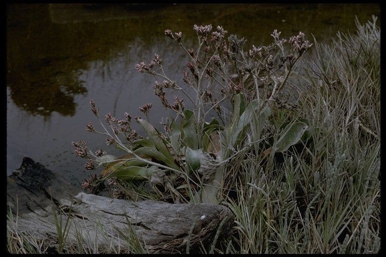 Limonium californicum 9