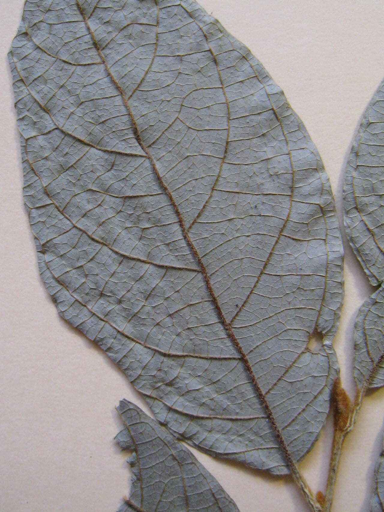 Styrax 3