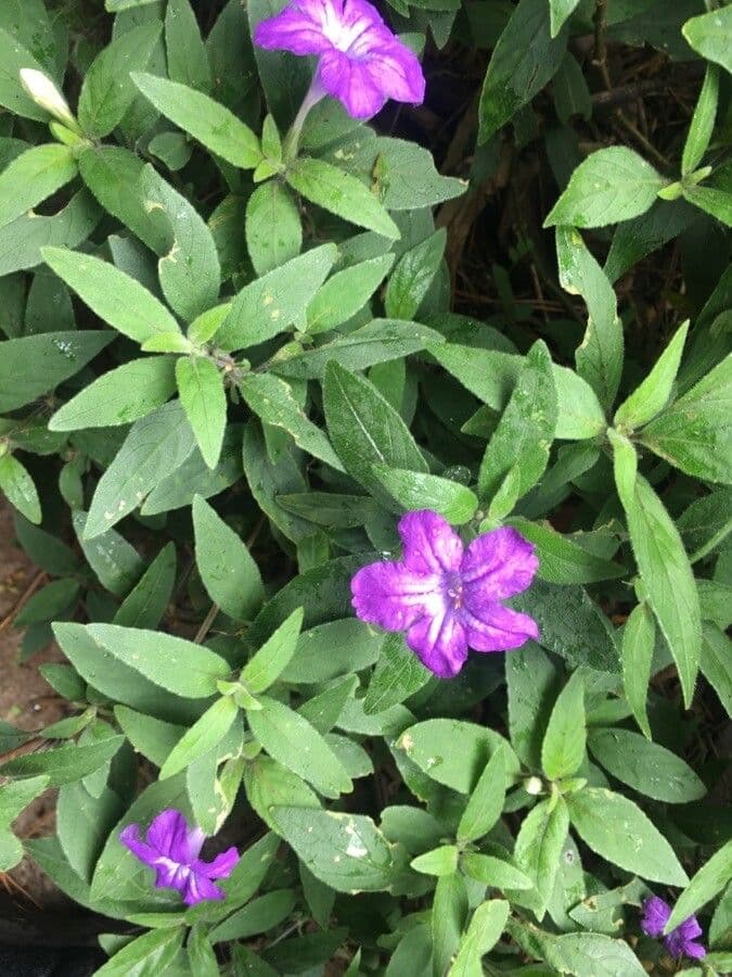 Ruellia 2