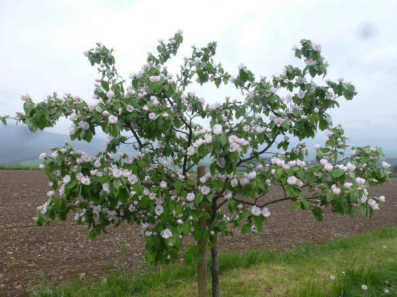 Cotogno 13