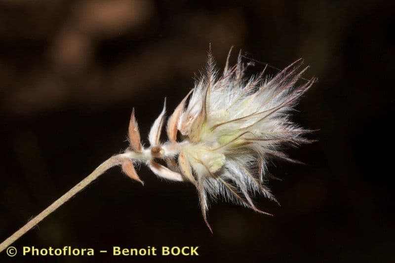Ebenus