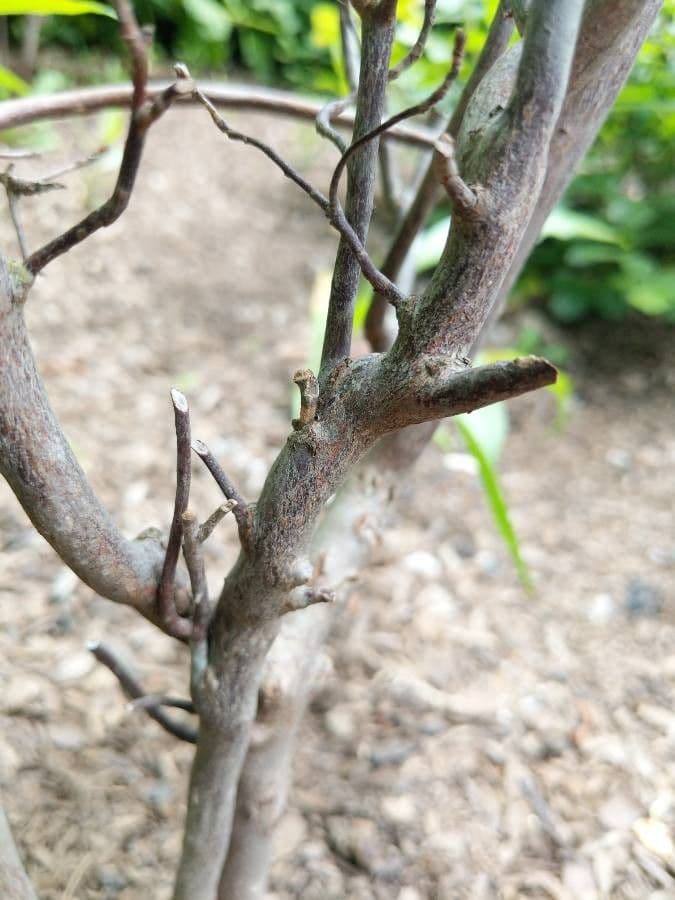 Rododendron 17