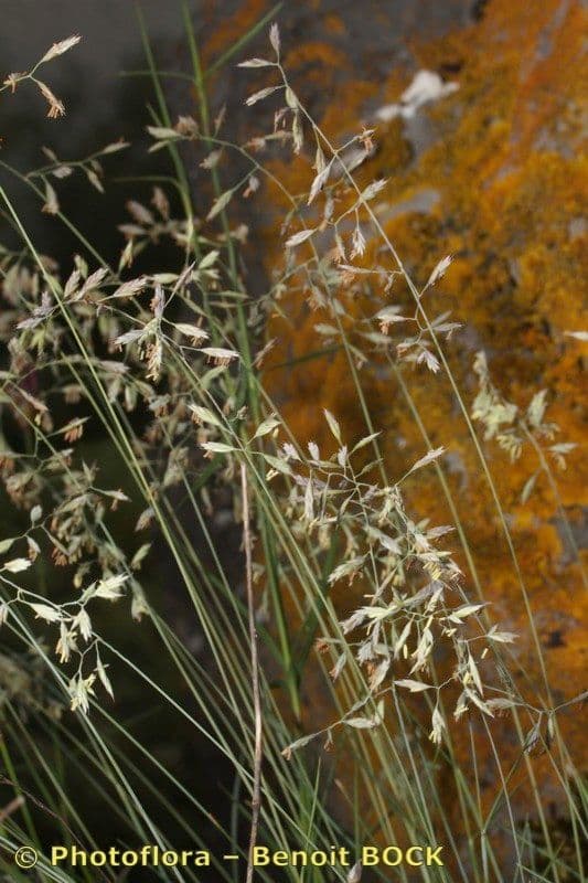 Festuca pallida 18
