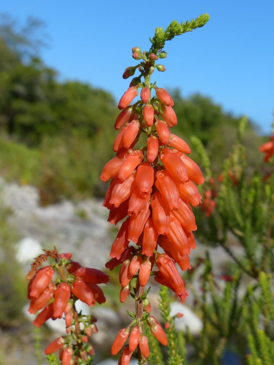 Erica mammosa