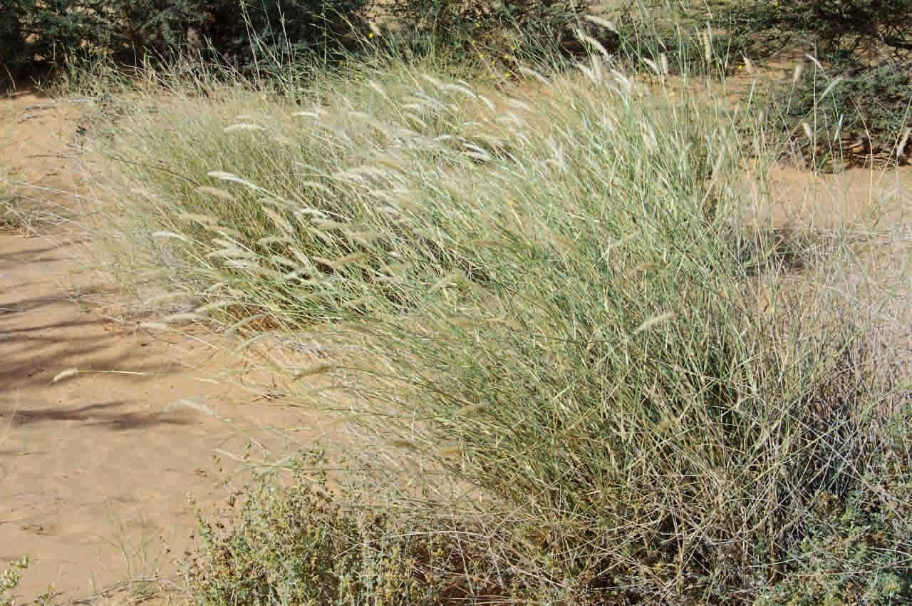 Cenchrus divisus 8