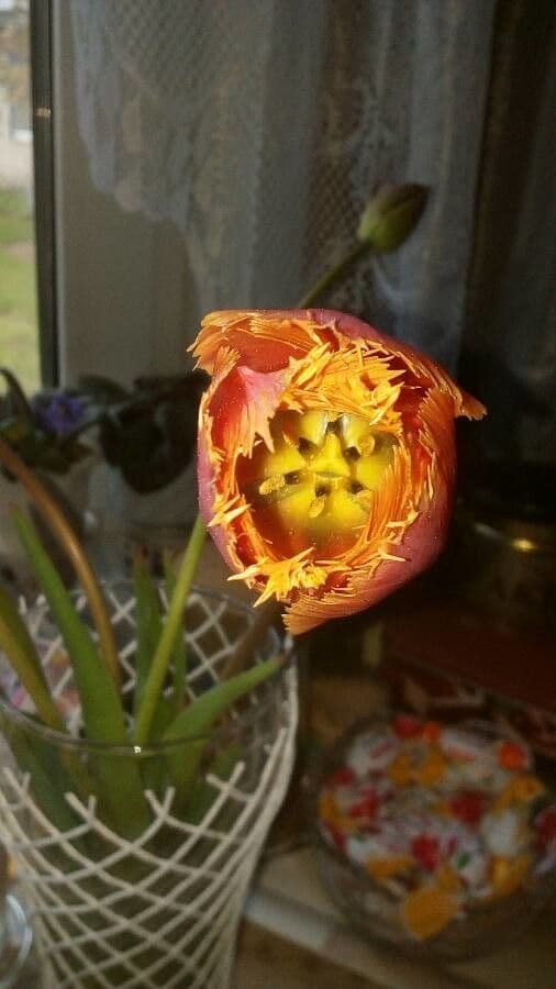 Calochortus luteus 11