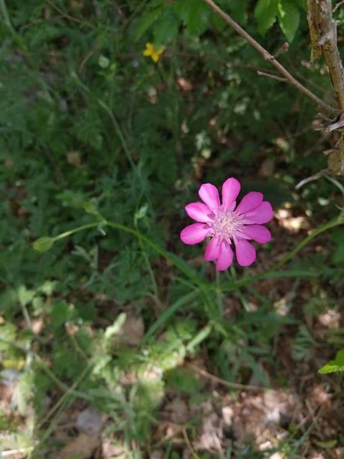 Knautia 3