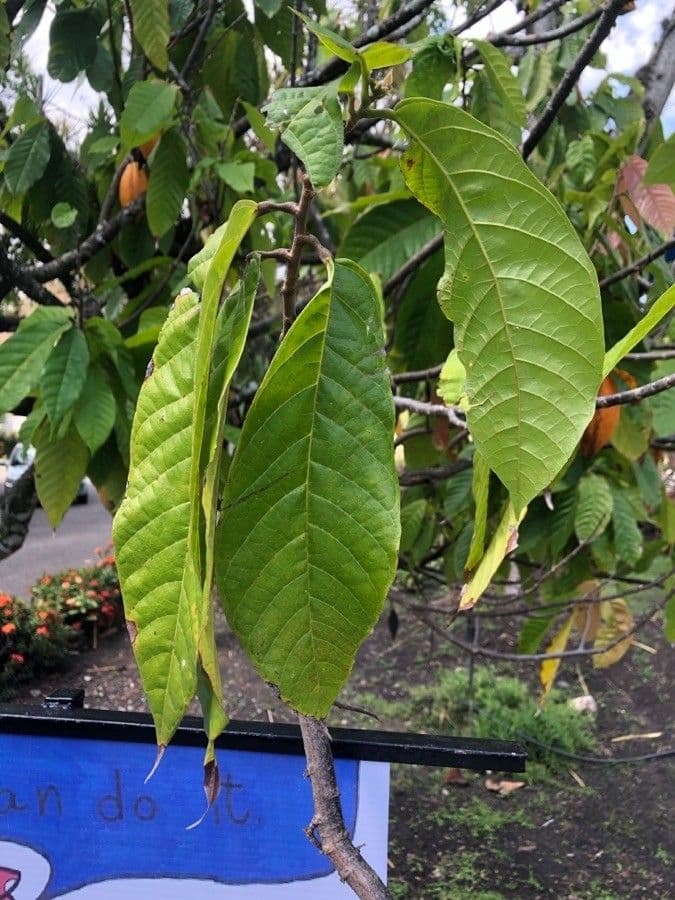 Cacao 17