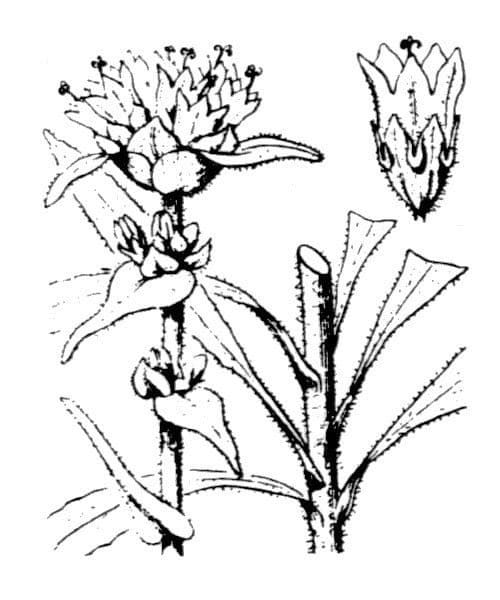 Campanula cervicaria 23