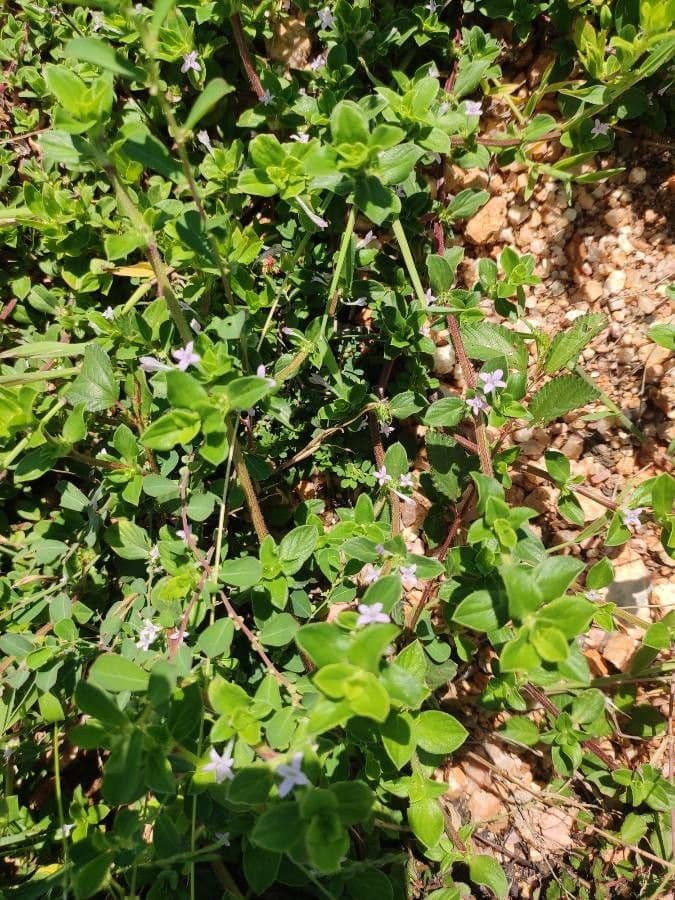 Spermacoce ispida 6