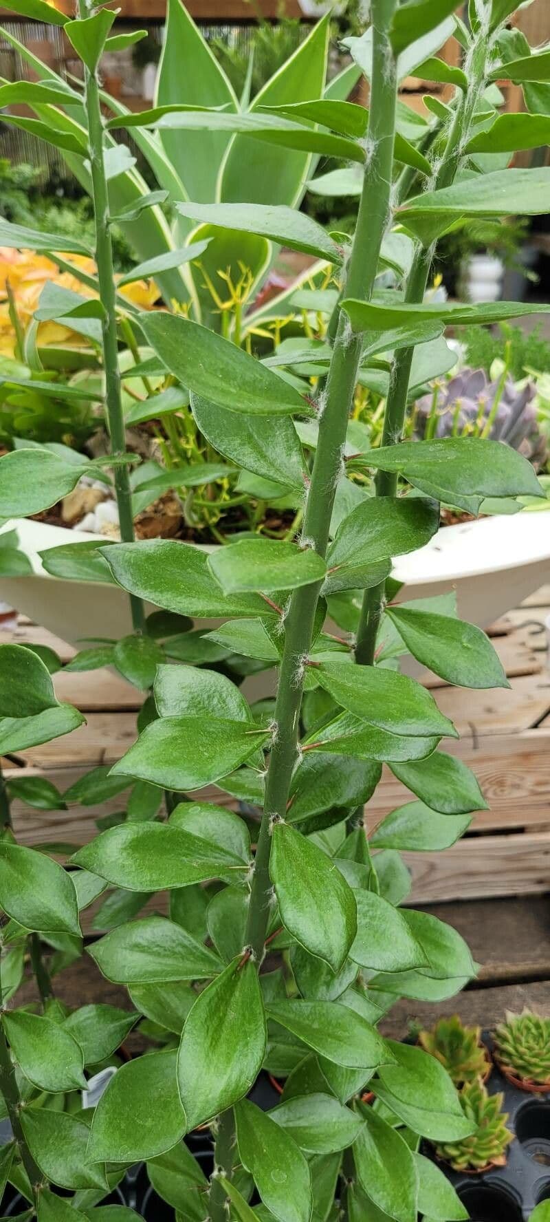 Pereskiopsis 2