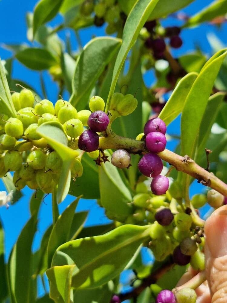 Schlankblättriges Myoporum 2