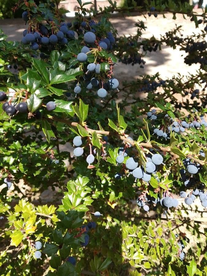 Berberis de Darwin