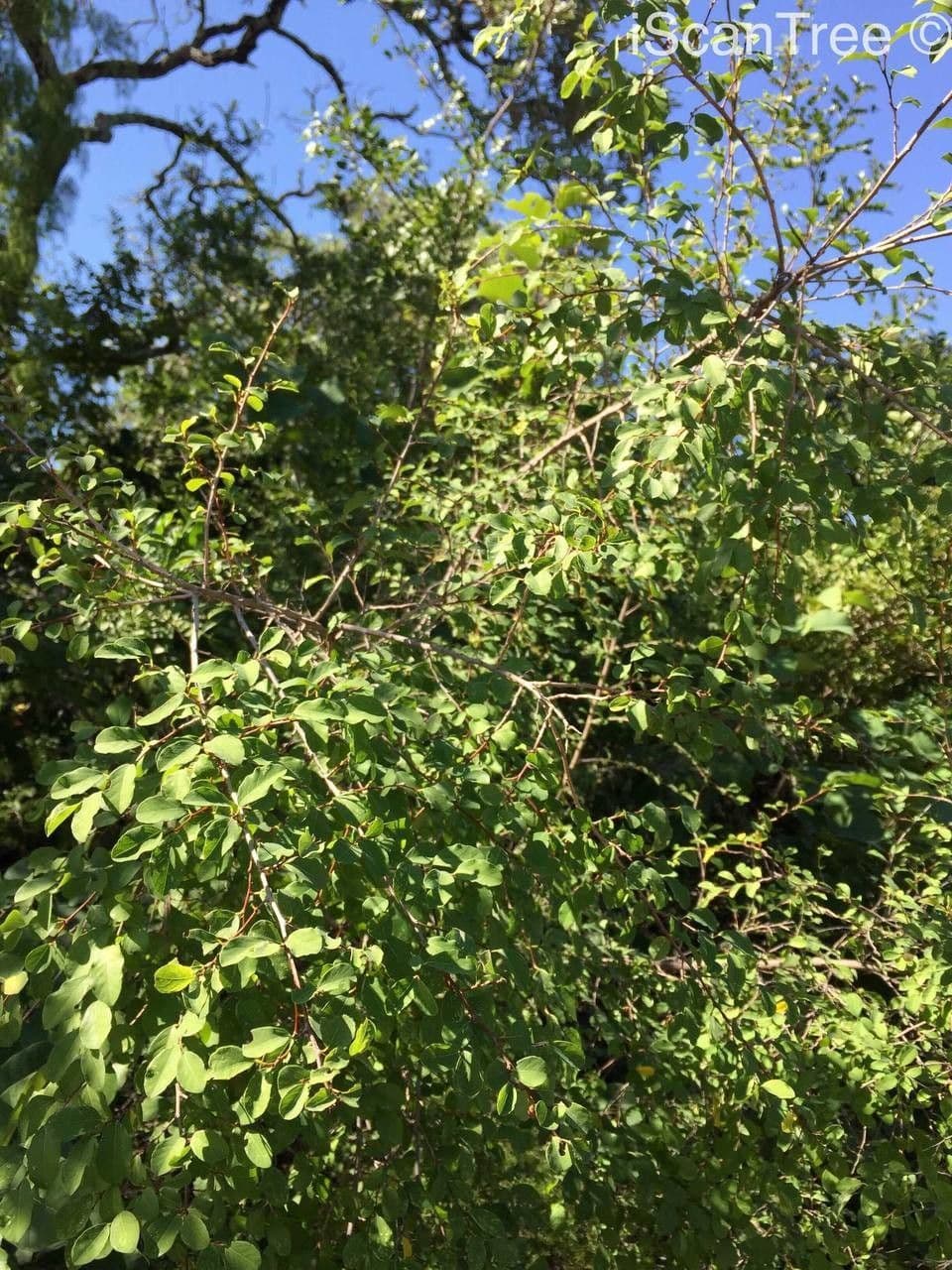Flueggea 8