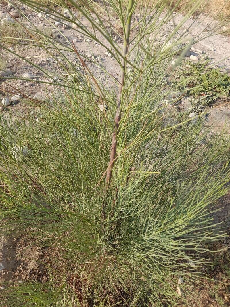 Moringa 2