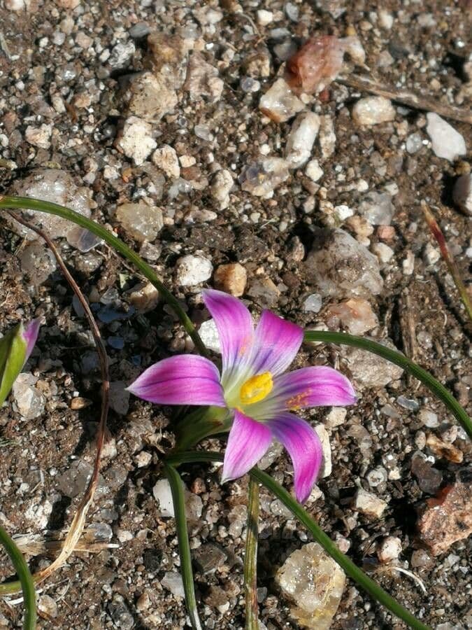 Romulea 8