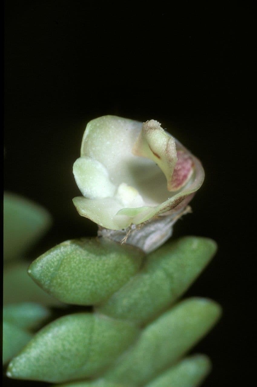 Dendrobium 4