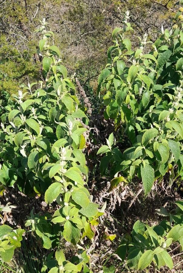 Buddleja stachyoides 6
