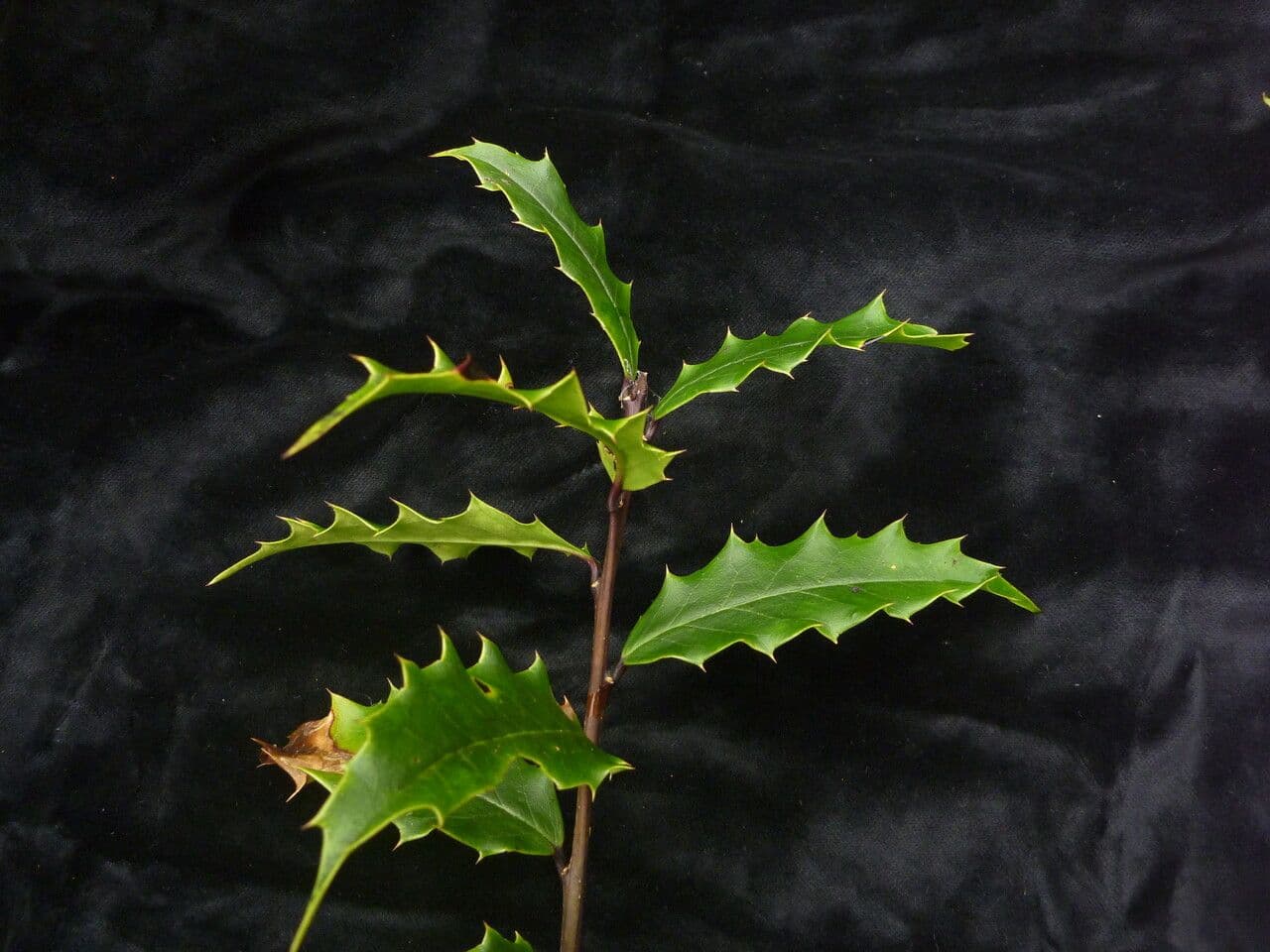 Ilex 6