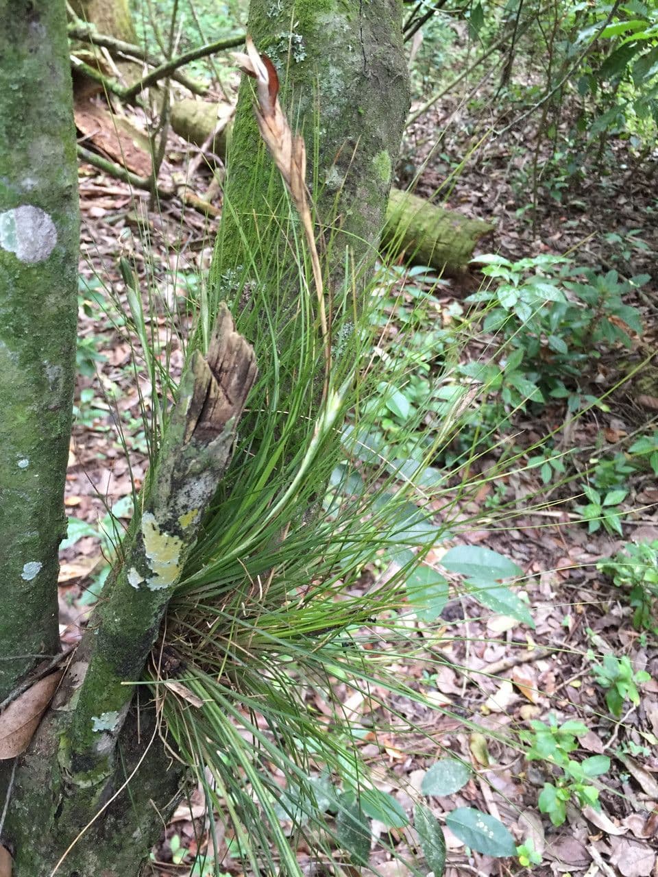 Tillandsia setacea 3