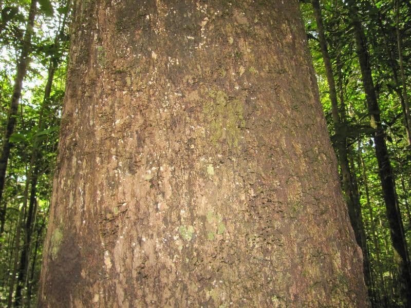 Goupia glabra 14